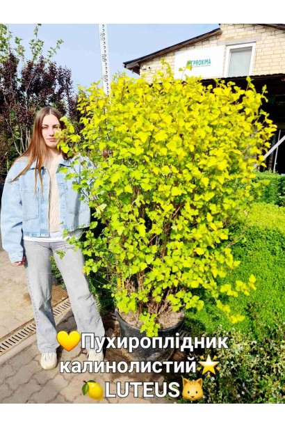 Пухироплiдник калинолистий Лютеус - конт60л/вис.140-160см/Ø120-150см